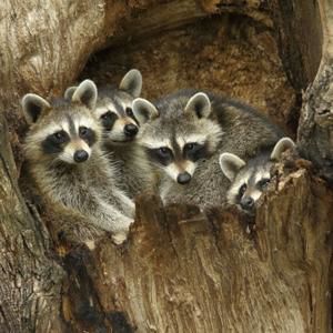 racoons